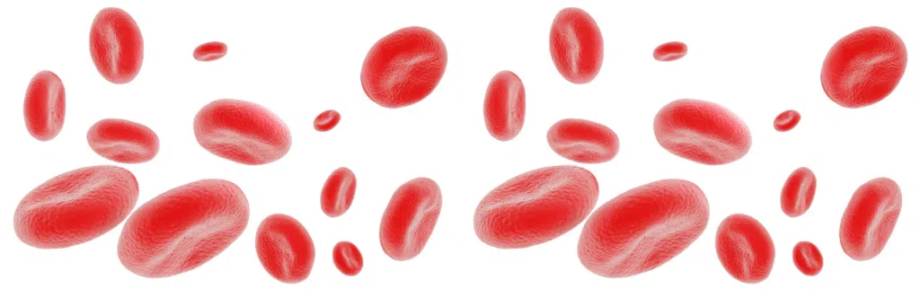 Eliquis Everything You Have To Know About This Anticoagulant